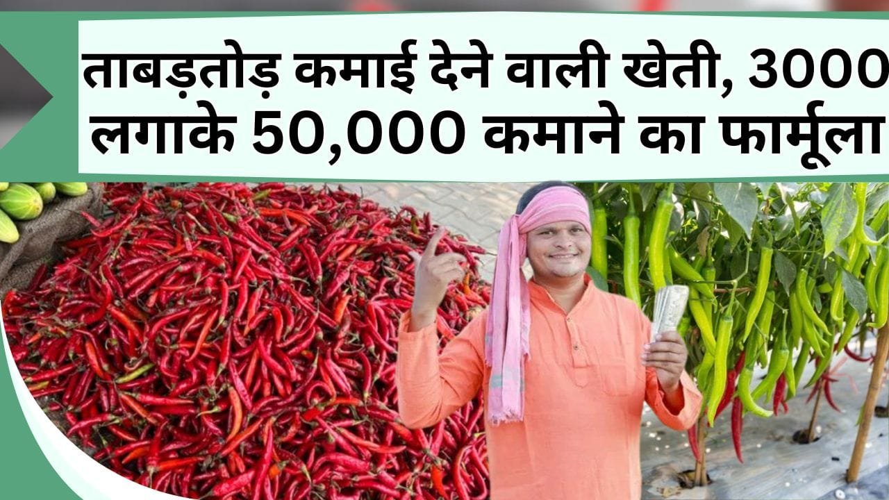 ताबड़तोड़ कमाई देने वाली खेती, 3 हजार रु लगाके 50 हजार कमाने का फार्मूला, जानें मुनाफे वाली खेती कैसे करें
