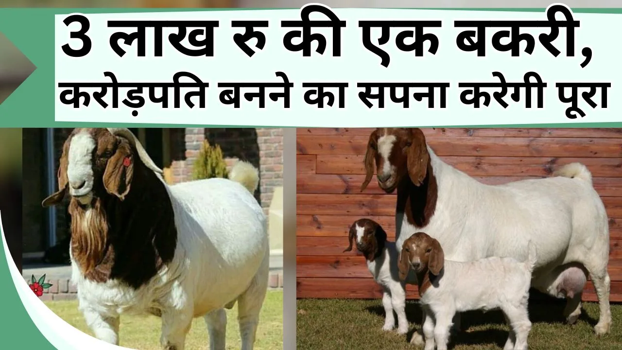 3 लाख रु की एक बकरी, करोड़पति बनने का सपना करेगी पूरा, एक बार में बढ़ता है 10 किलो वजन, जानें नस्ल की जानकारी
