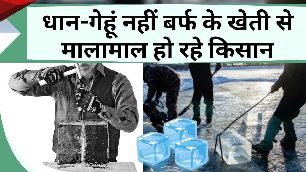 धान-गेहूं नहीं बर्फ के खेती से मालामाल हो रहे किसान, चलिए जाने कहां और क्यों होती है बर्फ की खेती