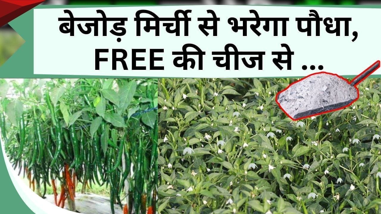 बेजोड़ मिर्ची से भरेगा पौधा, FREE की चीज से फूल भी नहीं गिरेगा, जानिये क्या डालें