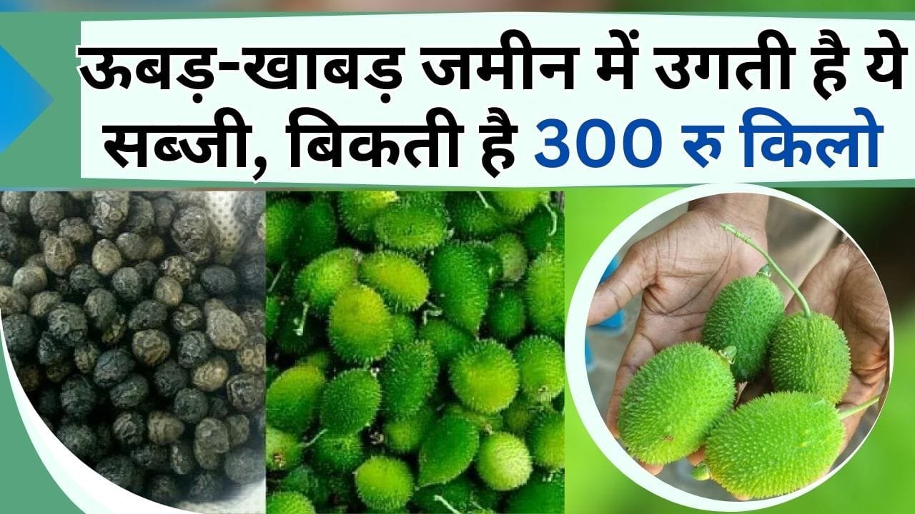 ऊबड़-खाबड़ जमीन में उगती है ये सब्जी, बिकती है 300 रु किलो, ऐसे करें खेती, बंपर पैदावार से हो जाएंगे मालामाल