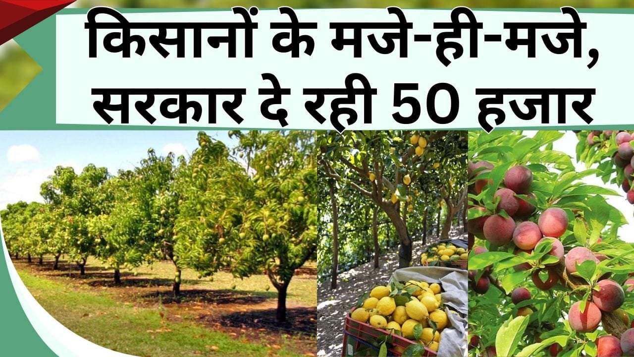 किसानों के मजे-ही-मजे, फलों की खेती से होगी कमाई, सरकार दे रही 50 हजार, यहाँ करना होगा आवेदन