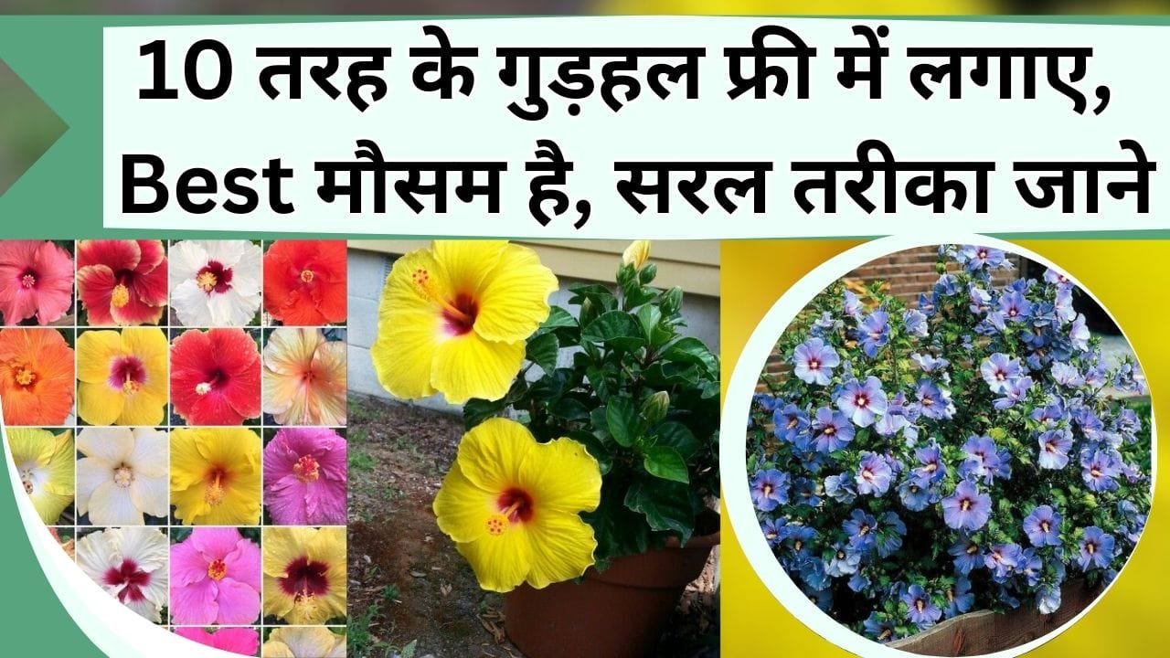 10 तरह के गुड़हल घर में फ्री में लगाए, यह है गुड़हल लगाने का Best मौसम और तरीका