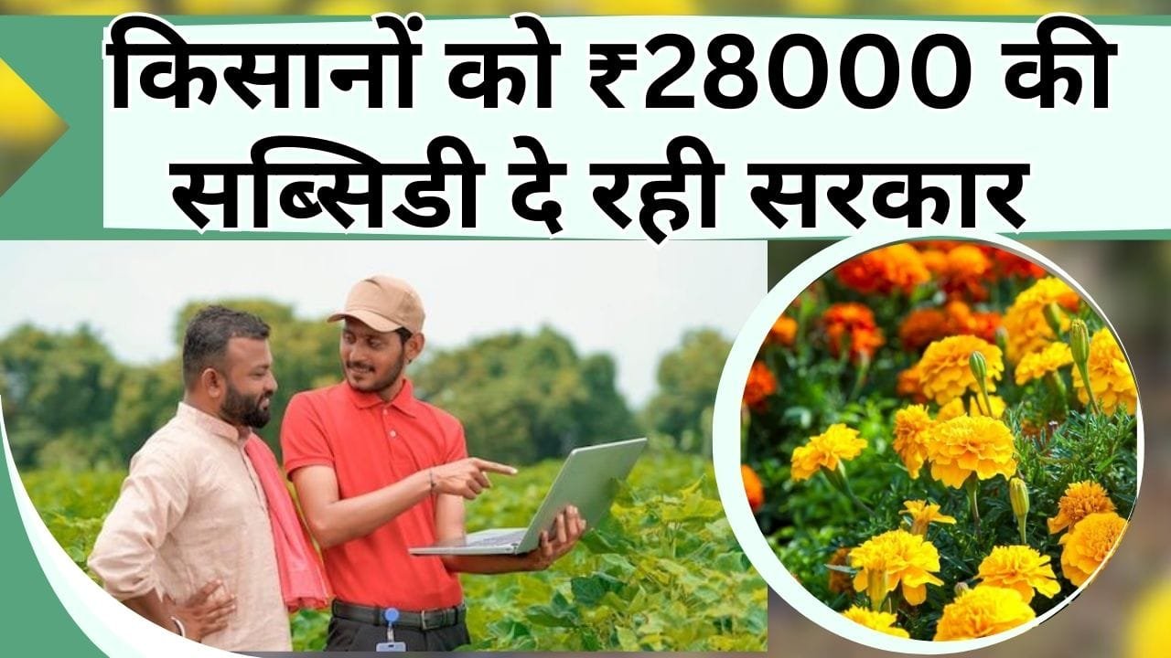 किसानों को ₹28000 की सब्सिडी दे रही सरकार ऐसे करें गेंदे की खेती, दोगुना होगी कमाई