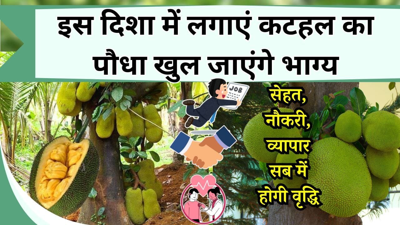 इस दिशा में लगाएं कटहल का पौधा खुल जाएंगे भाग्य, सेहत, नौकरी, व्यापार सब में होगी वृद्धि