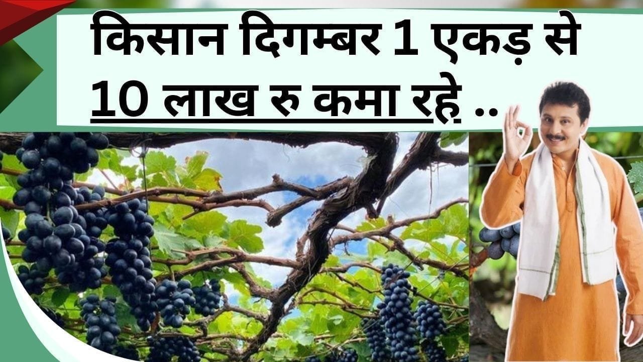 किसान दिगम्बर 1 एकड़ से 10 लाख रु कमा रहे, इस फल की खेती में तबाड़तोड़ है कमाई, जानिए खर्चा कितना आता है