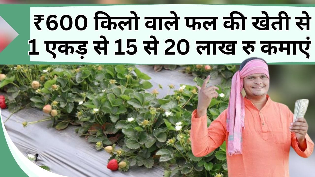 ₹600 किलो बिकने वाले फल की खेती से 1 एकड़ से 15 से 20 लाख रु की कमाई, जानिए इस फल की खेती के बारे में