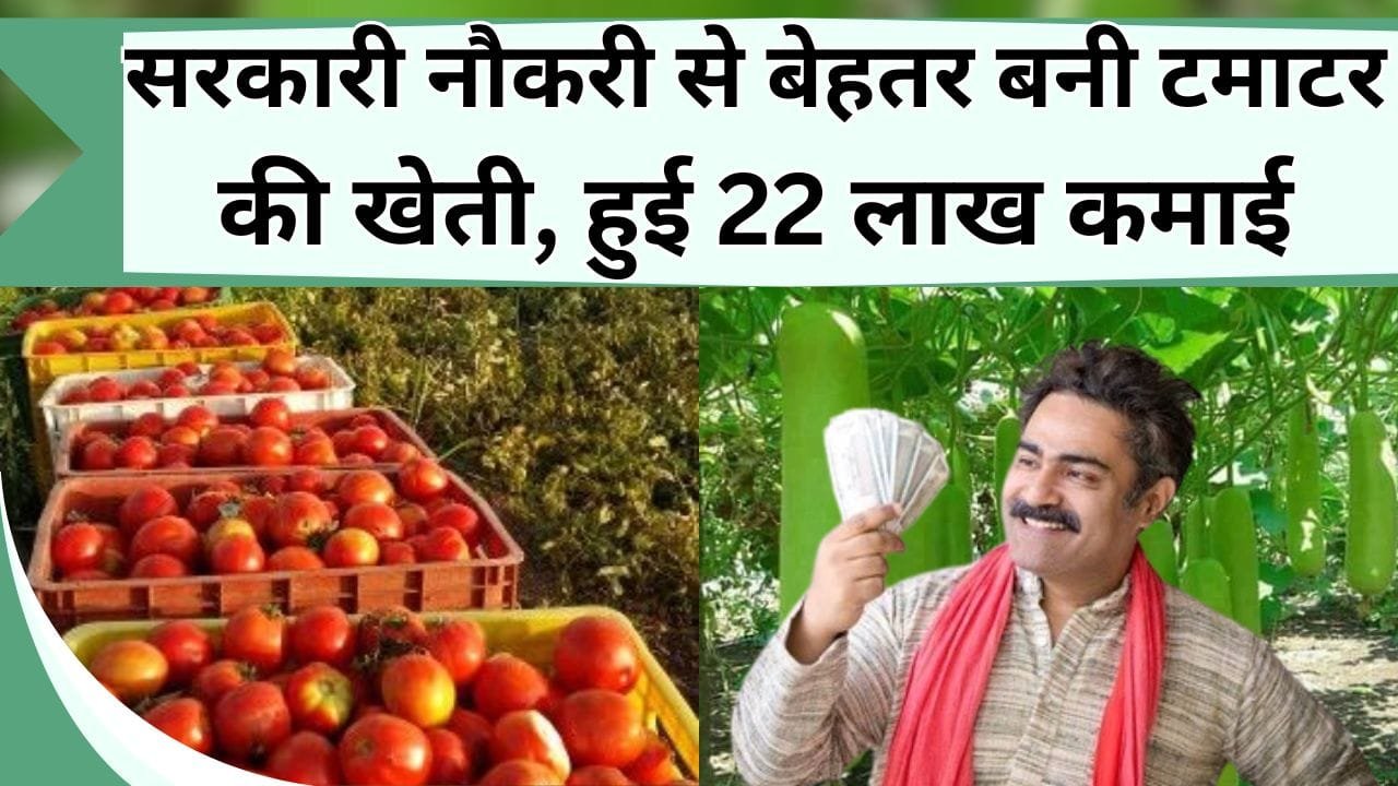 सरकारी नौकरी से बेहतर बनी टमाटर की खेती, हुई 22 लाख की कमाई, किसान की चमकी किस्मत, जानिए कैसे