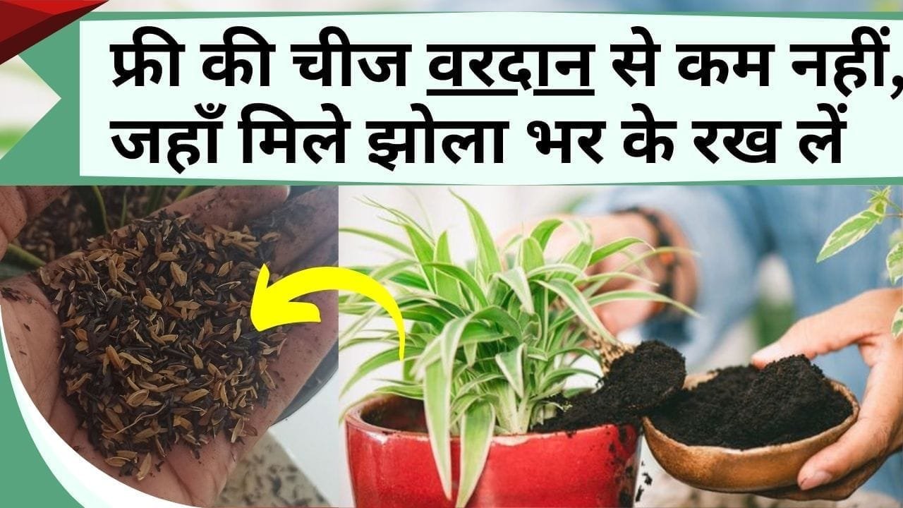 फ्री की चीज वरदान से कम नहीं, बागवानी करने वालों के आएगी काम, जहाँ मिले झोला भर के रख लें