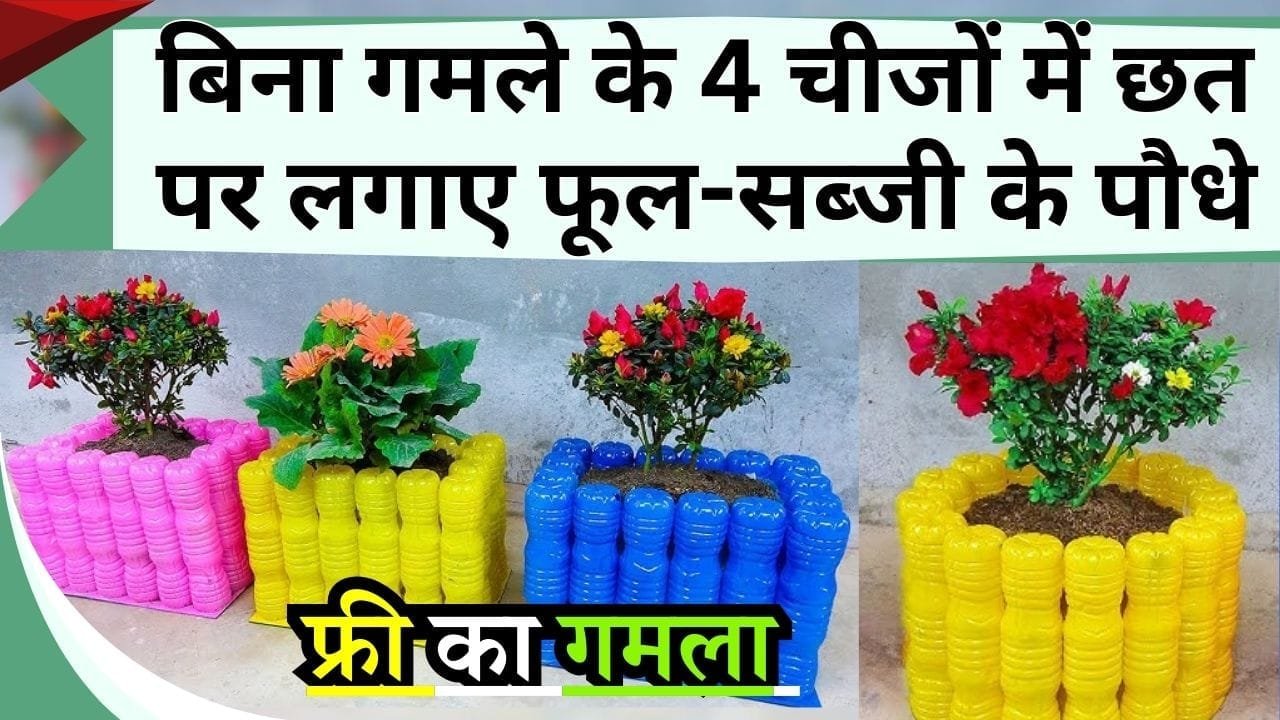 बिना गमले के 4 चीजों में छत पर लगाए फूल-सब्जी के पौधे, नहीं आएगा एक भी खर्चा, जानिए किचन गार्डनिंग के जुगाड़