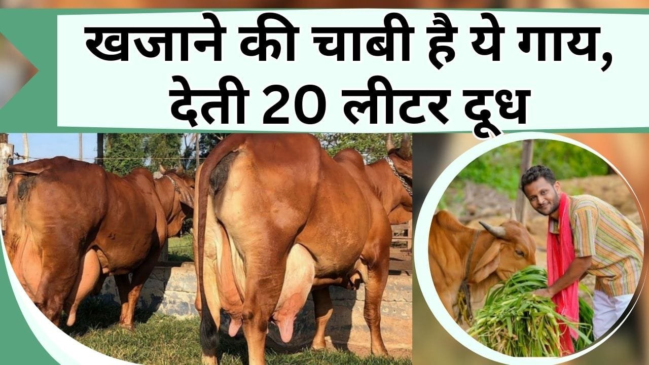 खजाने की चाबी है ये गाय, देती 20 लीटर दूध, जानें नाम कीमत और खासियत