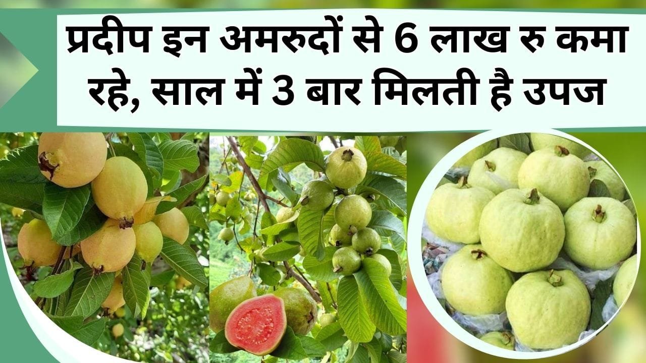 प्रदीप इन अमरुदों से 6 लाख रु कमा रहे, साल में 3 बार मिलती है उपज, जानिये कौन-सी वेरायटी है