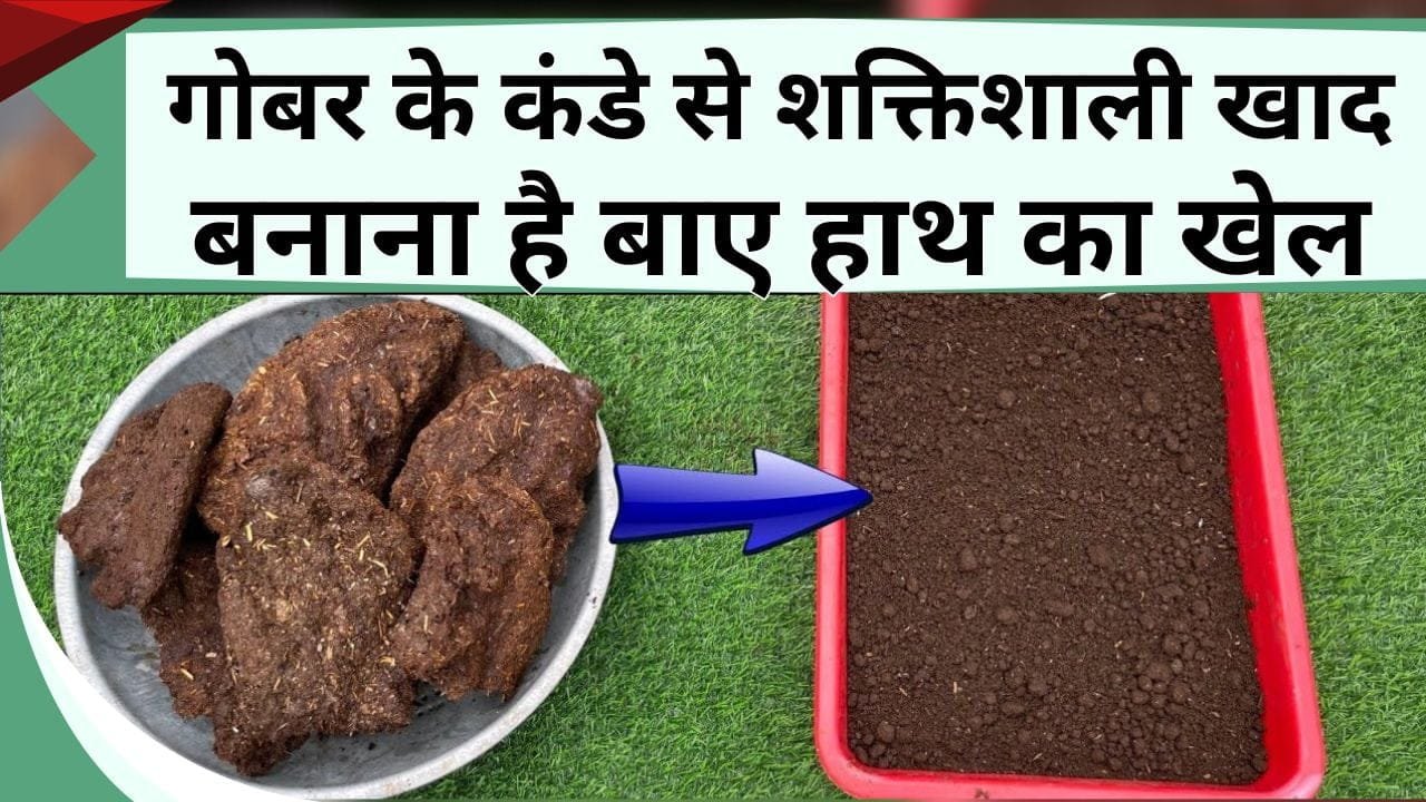 गोबर के कंडे से शक्तिशाली खाद बनाना है बाए हाथ का खेल, जानें आसान तरीका