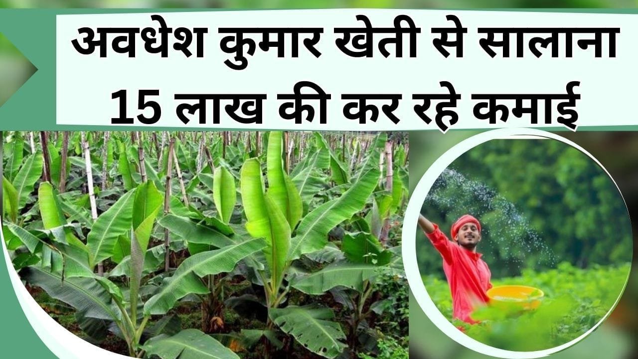 खेती से सालाना 15 लाख की कर रहे कमाई, अवधेश कुमार ने नौकरी छोड़ शुरू की खेती
