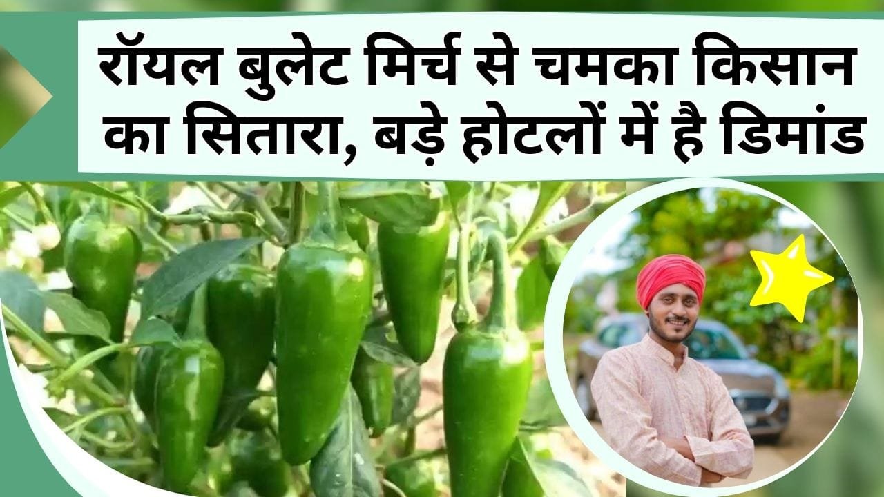 रॉयल बुलेट मिर्च की खेती से चमका किसान का सितारा, बड़े होटलों में है इसकी डिमांड