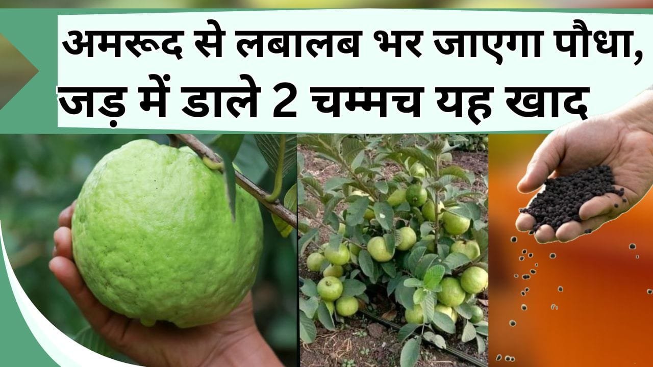 अमरूद से लबालब भर जाएगा पौधा, जड़ में डाले 2 चम्मच यह खाद, पत्तियों से ज्यादा पौधे में आएंगे फल