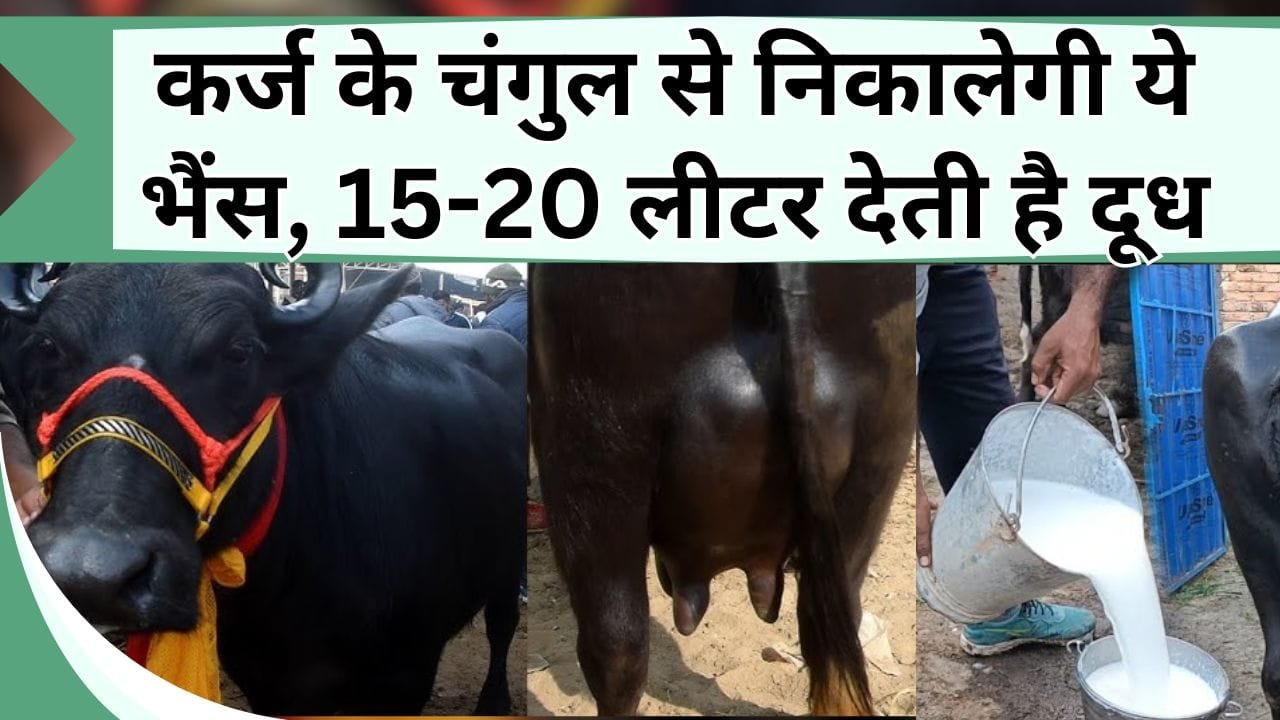 कर्ज के चंगुल से निकालेगी ये भैंस, 15-20 लीटर देती है दूध, बंपर होगी कमाई, जानिये इस भैंस की खासियत