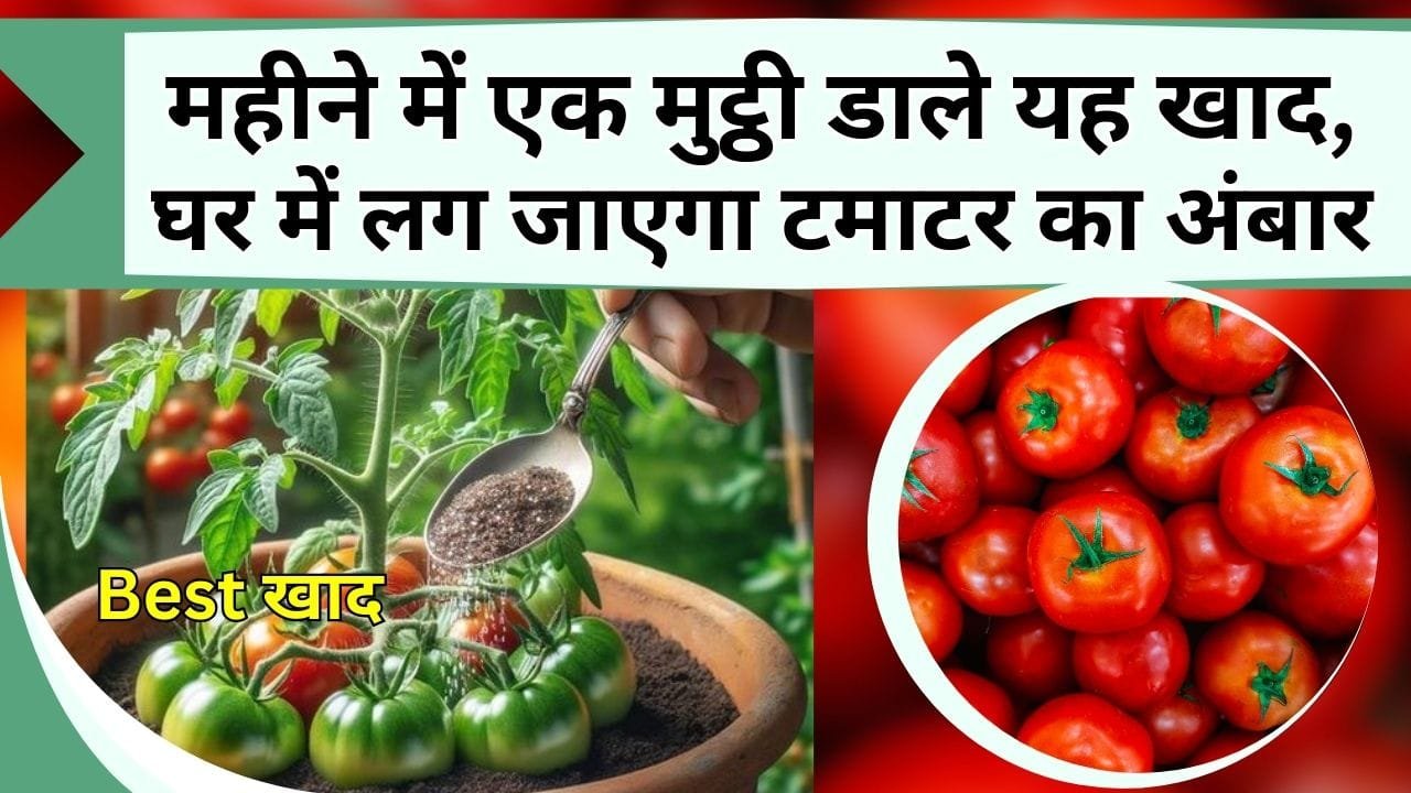 महीने में एक मुट्ठी डाले यह खाद, घर में लग जाएगा टमाटर का अंबार, जानिए टमाटर के पौधे के लिए Best खाद