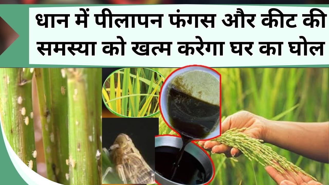 धान में पीलापन फंगस और कीट की समस्या को खत्म करेगा घर का घोल, घर में बनाने का यह है सरल तरीका