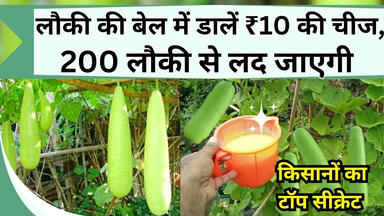लौकी की बेल में डालें ₹10 की चीज, 200 लौकी से लद जाएगी बेल, लौकी के किसानों का टॉप सीक्रेट यहां जाने
