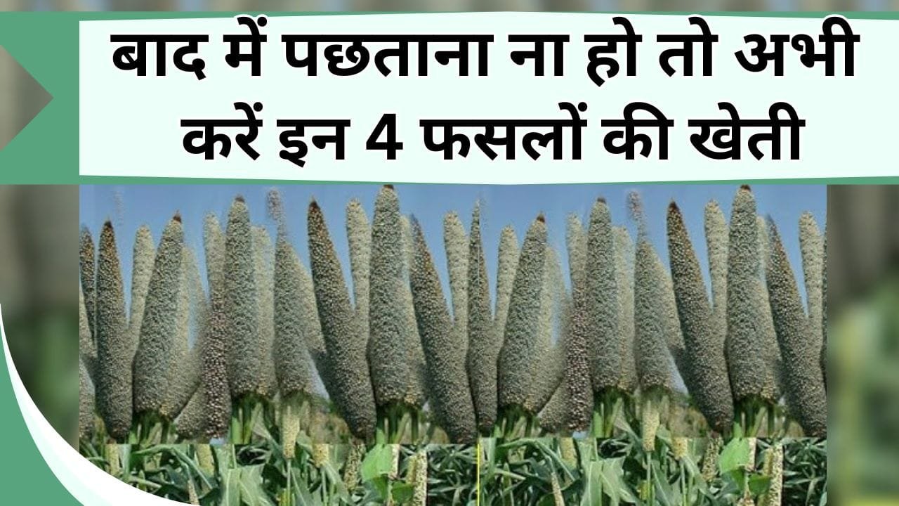 बाद में पछताना ना हो तो अभी करें इन 4 फसलों की खेती, भारी डिमांड के साथ ताबड़तोड़ होगी कमाई