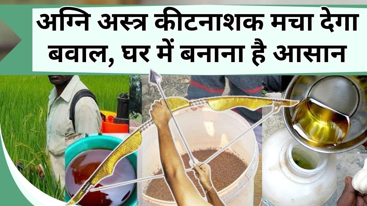 अग्नि अस्त्र कीटनाशक मचा देगा बवाल, घर में बनाना है आसान, बाजारू कीटनाशको के छक्के छुड़ा देगा