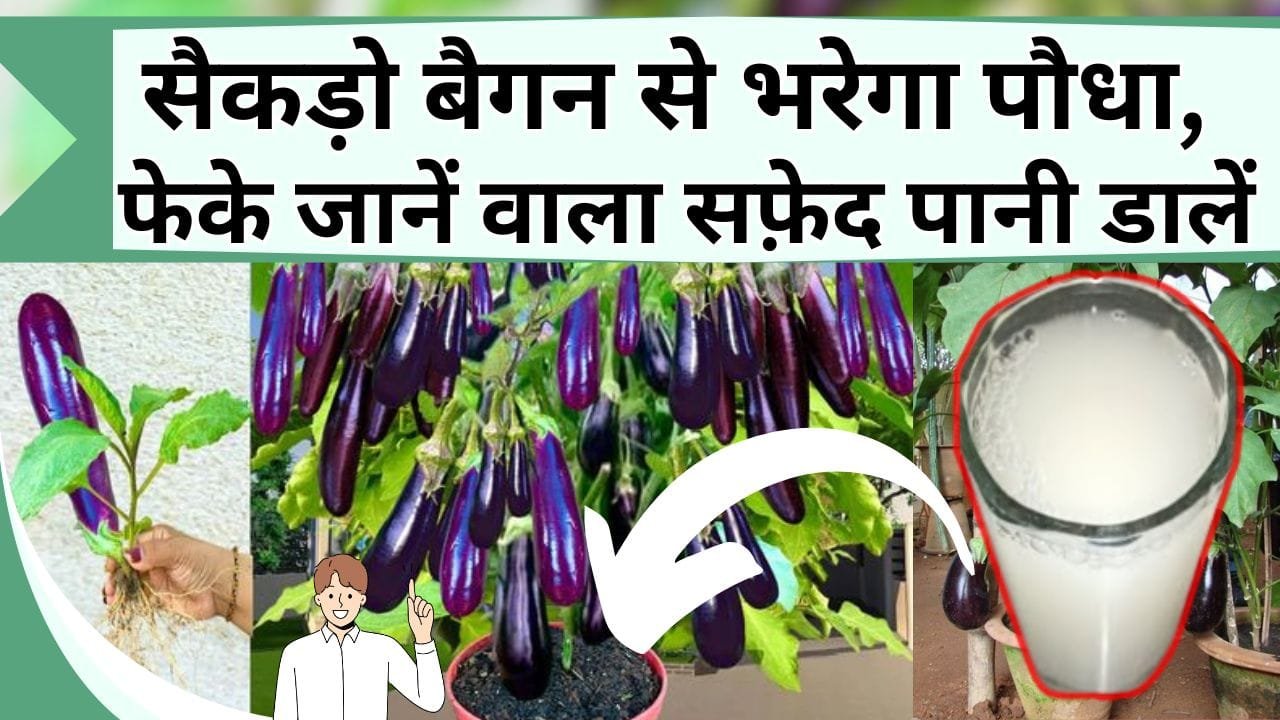 सैकड़ो बैगन से भरेगा पौधा, फेके जानें वाला सफ़ेद पानी जड़ में डालें, खाके थक जाएंगे पड़ोसियों को भी बाटेंगे
