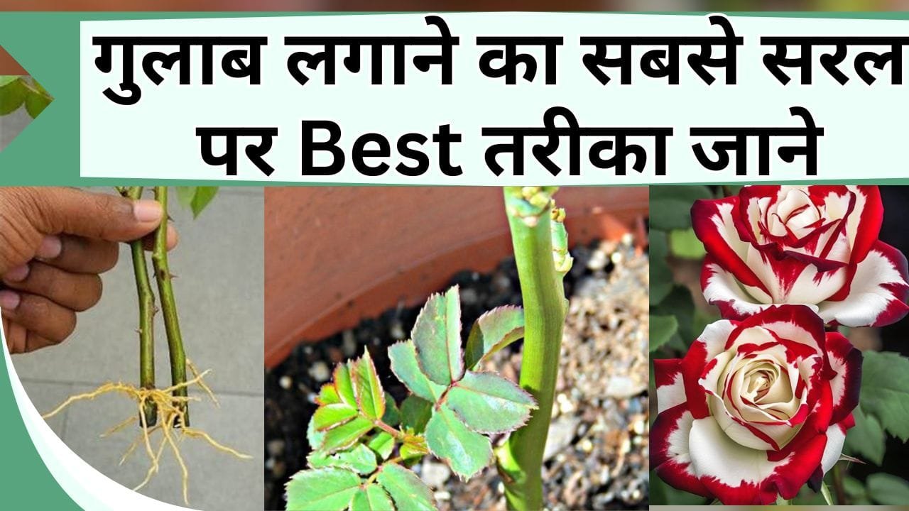 गुलाब लगाने का सबसे सरल पर Best तरीका जाने