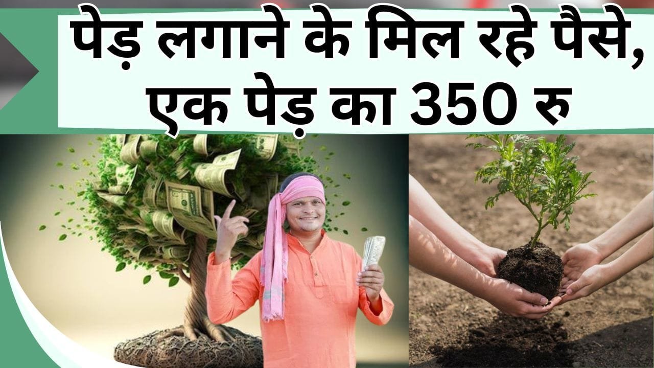 पेड़ लगाने के मिल रहे पैसे, एक पेड़ का 350 रु, जानें क्या है कॉर्बन सोखो और पैसा कमाओ योजना
