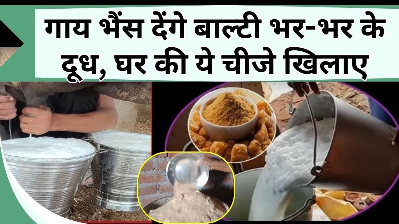 गाय भैंस देंगे बाल्टी भर-भर के दूध, घर में रखी ये चीजे खिलाए, पशुपालक हो जाएंगे मालामाल