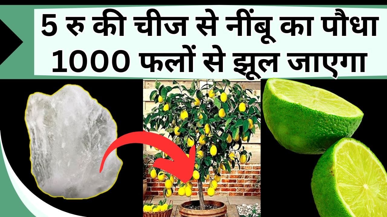 5 रु की चीज से नींबू का पौधा 1000 फल से झूल जाएगा, नींबू का फूल झड़ने की समस्या होगी खत्म