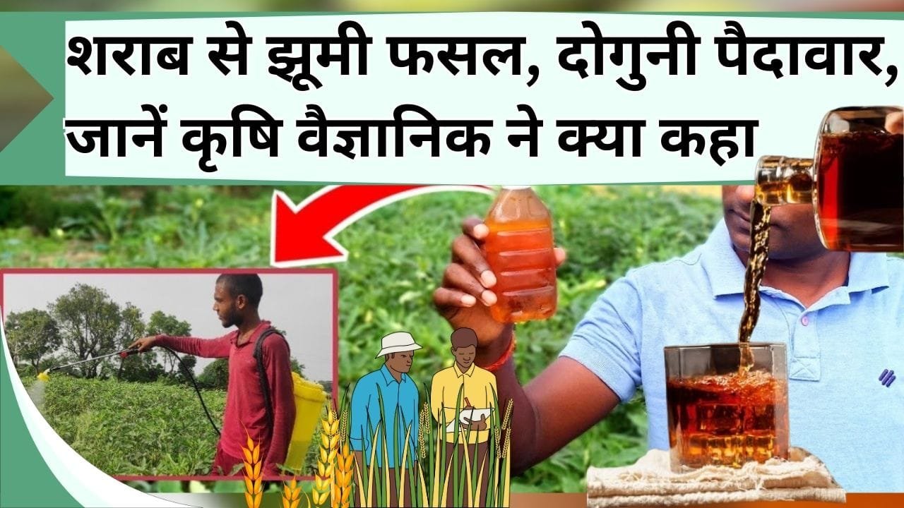 शराब से झूमी फसल, किसानों को दोगुनी मिली पैदावार, जानिए कृषि वैज्ञानिक ने क्या कहा