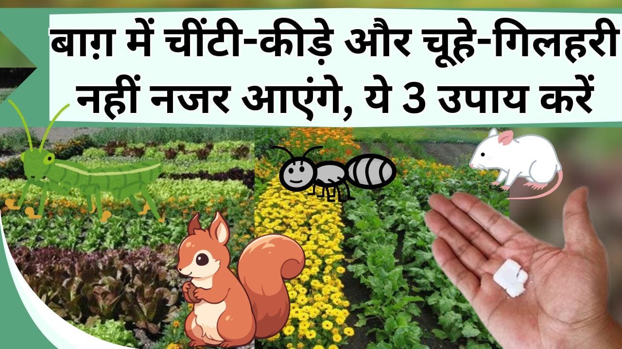 बाग़ में चींटी-कीड़े और चूहे-गिलहरी नहीं नजर आएंगे, ये 3 उपाय करें, बिना खर्चे के पौधों से कीटों का काम तमाम