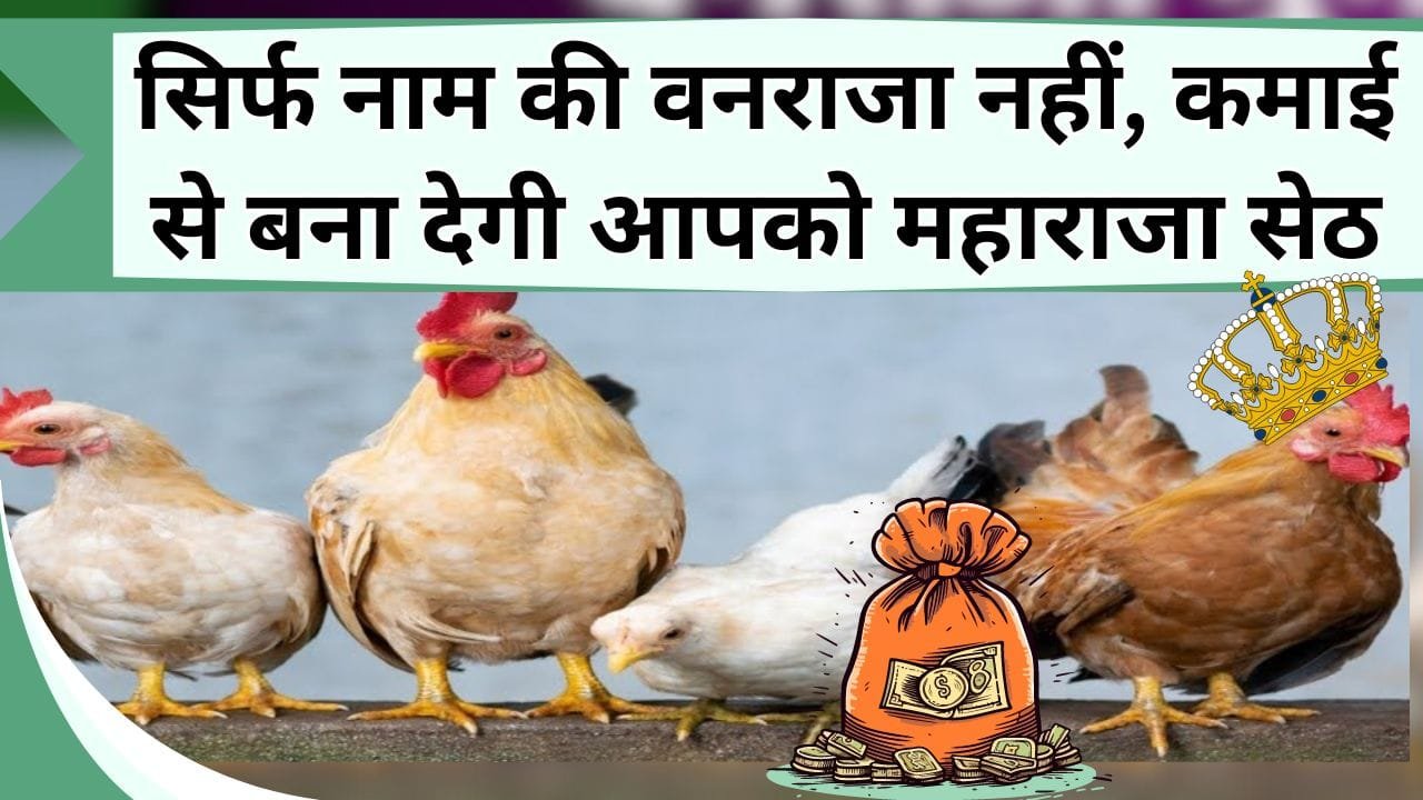 सिर्फ नाम की वनराजा नहीं, कमाई से बना देगी आपको महाराजा सेठ, जानिये इसकी कीमत और खासियत