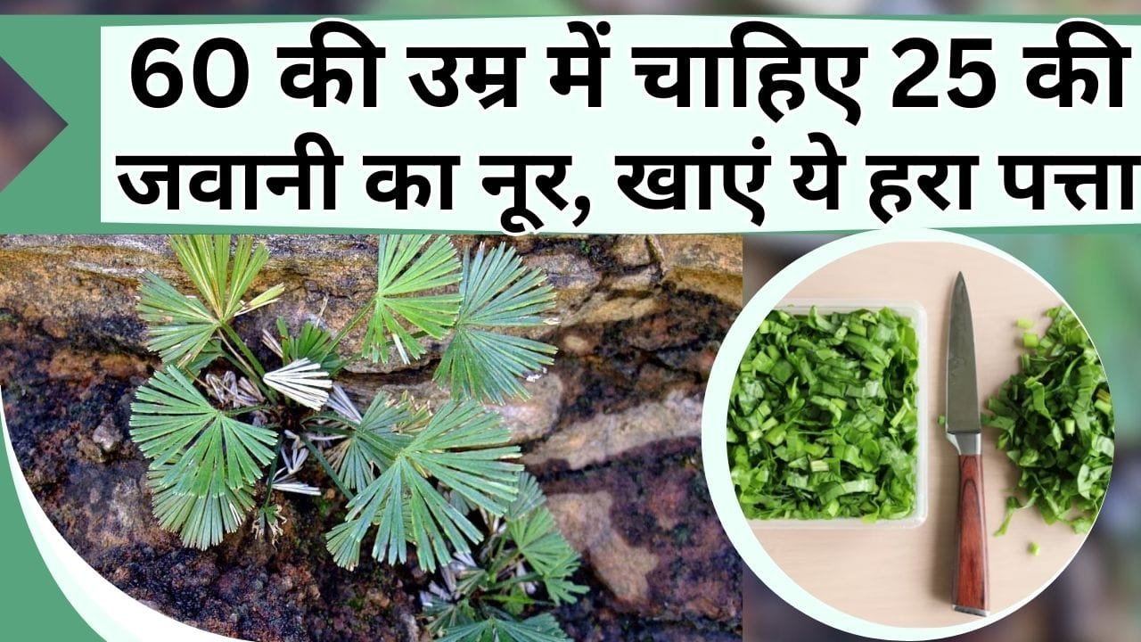 60 की उम्र में चाहिए 25 की जवानी का नूर, खाएं ये हरा पत्ता, शरीर होगा शीशे के जैसा साफ़, आदवासियों की है पहली पसंद