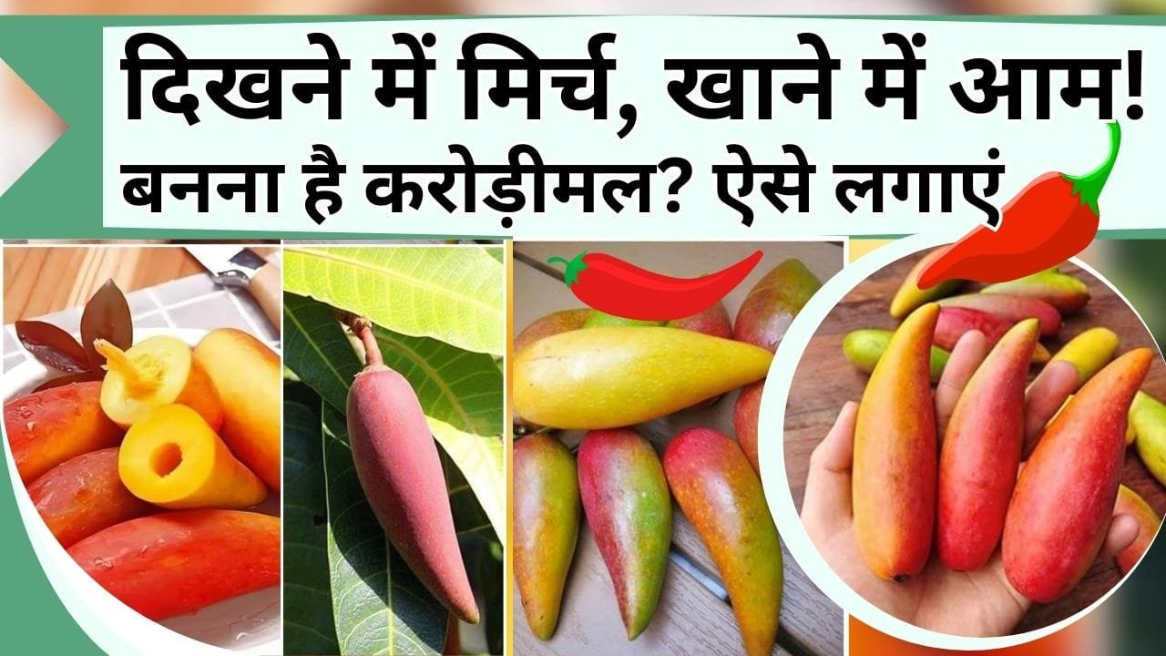 मिर्ची जैसे दिखने वाला आम बना देगा करोड़ीमल, मुँह मांगी मिलेगी कीमत, जानें कैसे लगायें
