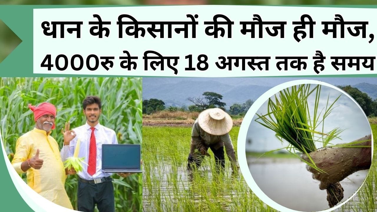 धान के किसानों की मौज ही मौज, 4 हजार रु लेने के लिए 18 अगस्त तक का है समय, यहाँ करना होगा रजिस्ट्रेशन