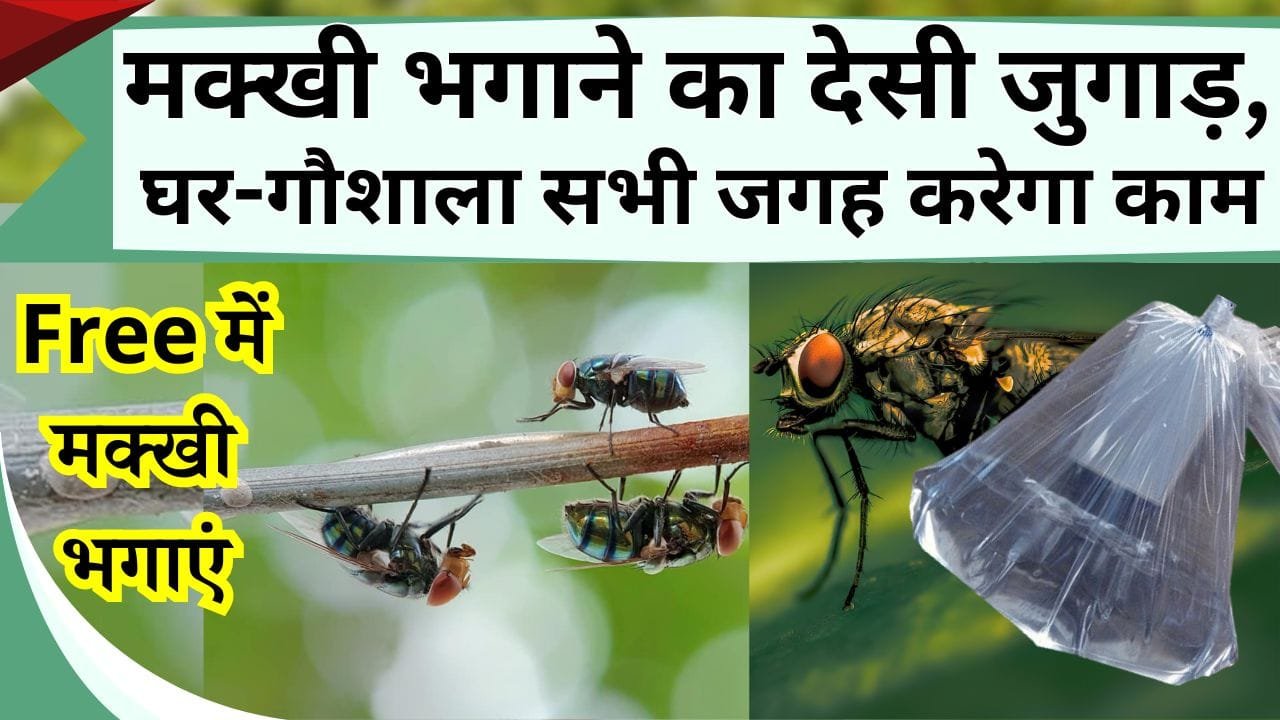 मक्खी भगाने का देसी जुगाड़, घर-गौशाला सभी जगह आएगा काम, Free में होगा काम, विदेशी भी करते है इस्तेमाल