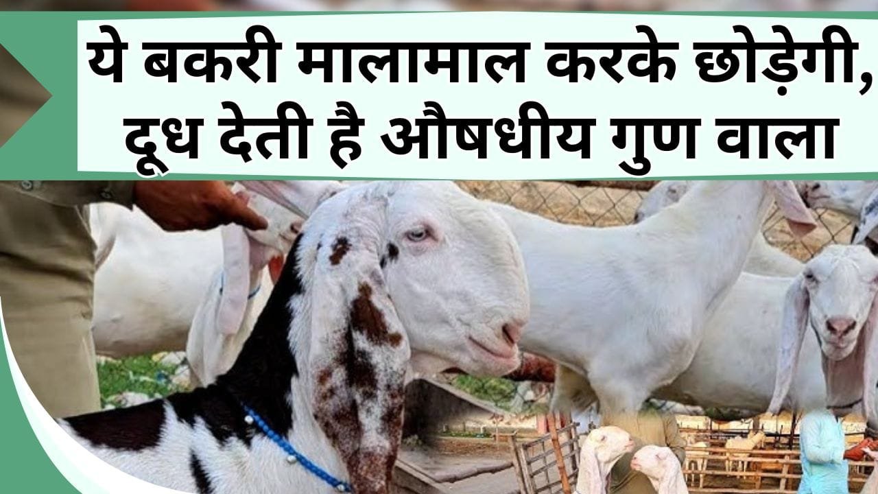 ये बकरी मालामाल करके छोड़ेगी, दूध देती है औषधीय गुण वाला, फटाफट बढ़ता है वजन, जानें इस बकरी के बारें में