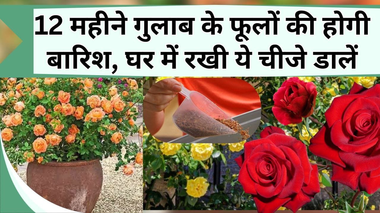 12 महीने गमलें में गुलाब के फूलों की होगी बारिश, घर में रखी चीजे ऐसे डालों, पौधा खिल-खिला उठेगा