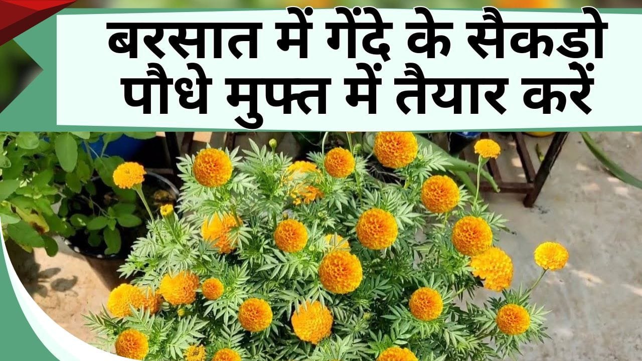 बरसात में गेंदे के सैकड़ो पौधे मुफ्त में तैयार करें, फूलों से भरेगा घर-आँगन, कई फायदे है इसके