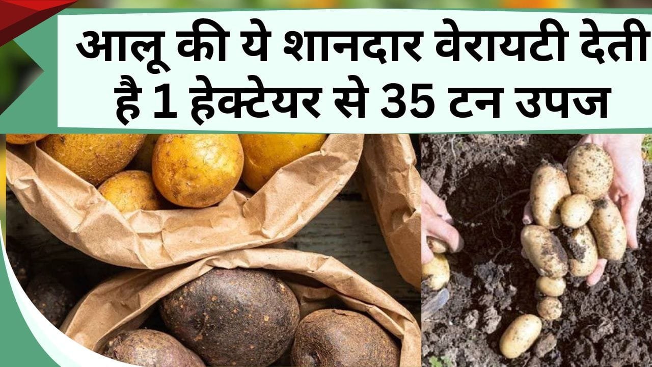 आलू की ये शानदार वेरायटी देती है 1 हेक्टेयर से 35 टन उपज, बम्पर उत्पादन से किसान होंगे रईस