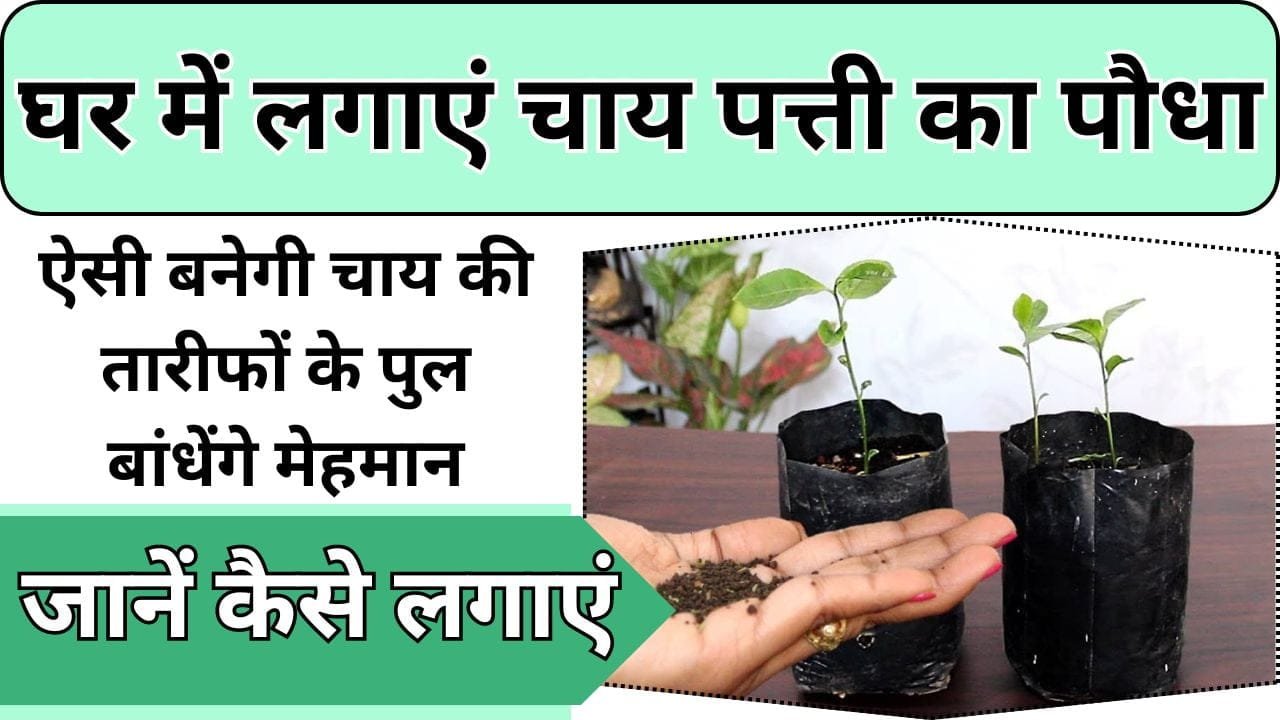 घर में लगाएं चाय पत्ती का पौधा, ऐसी बनेगी चाय की तारीफ करते रह जाएंगे मेहमान, जानें चाय पत्ती लगाने और इसके सेवन से शरीर में क्या होंगे बदलाव