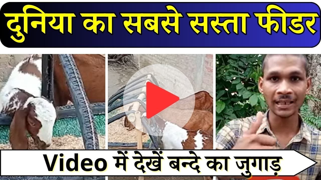 दुनिया का सबसे सस्ता बकरियों का चारा खिलाने वाला फीडर, Video में देखें बन्दे का जुगाड़, फिर कहेंगे जबरदस्त है यार