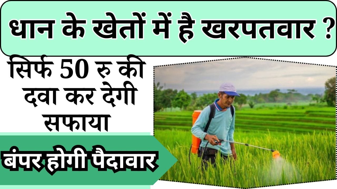 सिर्फ 50 रु की दवा धान खेतों से खरपतवार का सफाया कर देगी, बंपर होगी धान की पैदावार