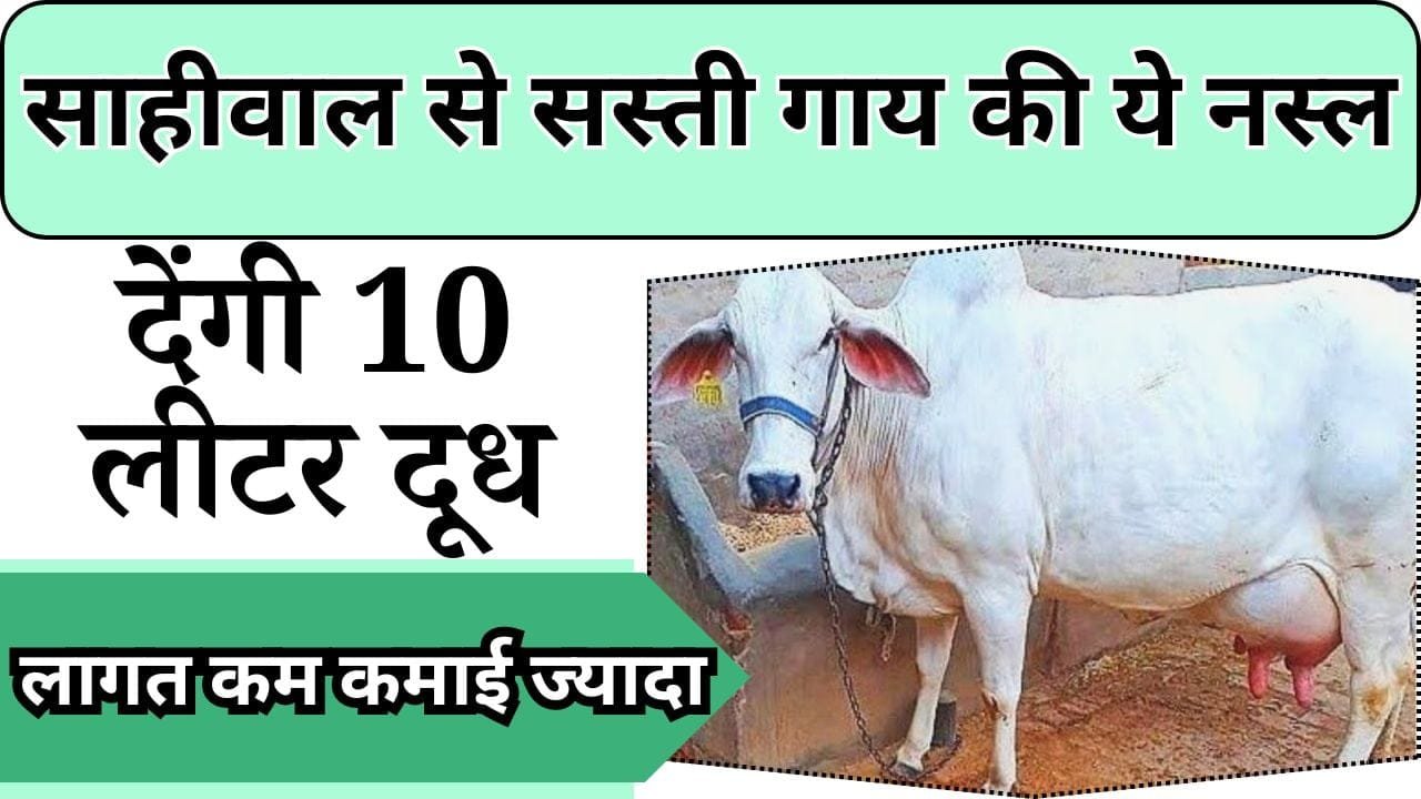 साहीवाल से सस्ती गाय की ये नस्ल, देंगी 10 लीटर दूध, कम लागत में धमाल मचा देंगे आप