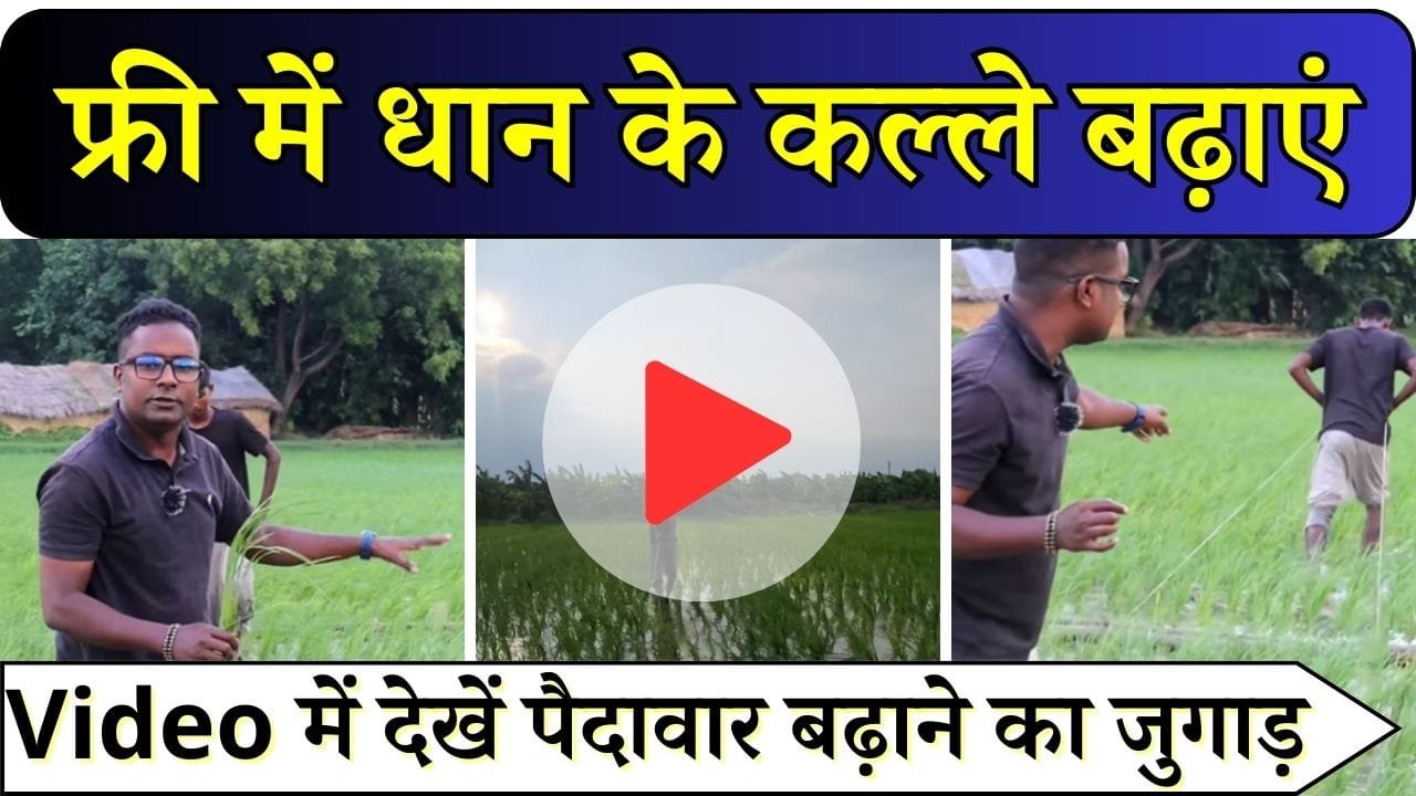 फ्री में धान के कल्ले बढ़ाएं, ताबड़तोड़ कमाएं, Video में देखें पैदावार बढ़ाने का जुगाड़