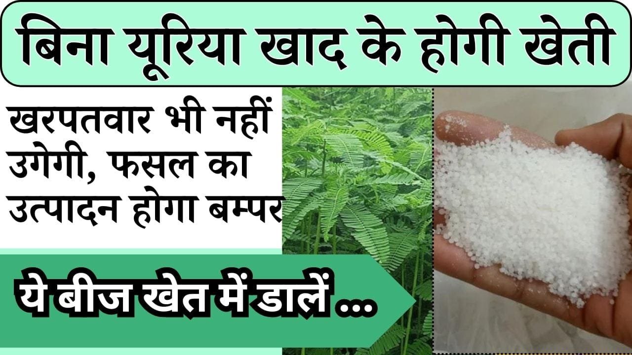 बिना यूरिया खाद के होगी खेती, खरपतवार भी नहीं उगेगी, फसल का उत्पादन होगा बम्पर, ये बीज खेत में डालें मिट्टी होगी उपजाऊ
