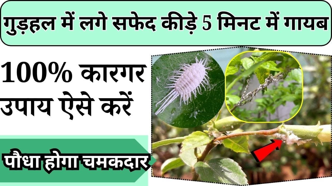 गुड़हल के पौधे में लगे ये सफेद कीड़े 5 मिनट में होंगे गायब, 100% कारगर उपाय ऐसे करें