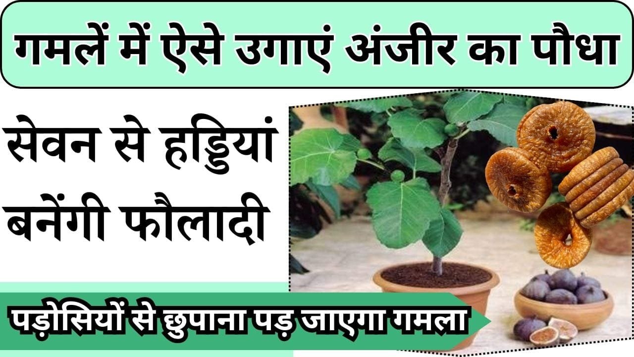 गमलें में ऐसे उगाएं अंजीर का पौधा, सेवन से हड्डियां बनेंगी फौलादी, पड़ोसियों से छुपाना पड़ जाएगा गमला
